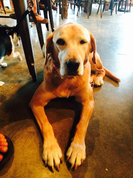 Pet Friendly Birdsong Brewing Co. in Charlotte, NC