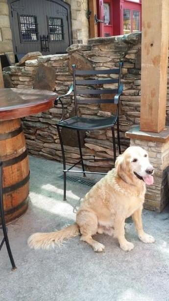 Pet Friendly Fado Irish Pub in Austin, TX