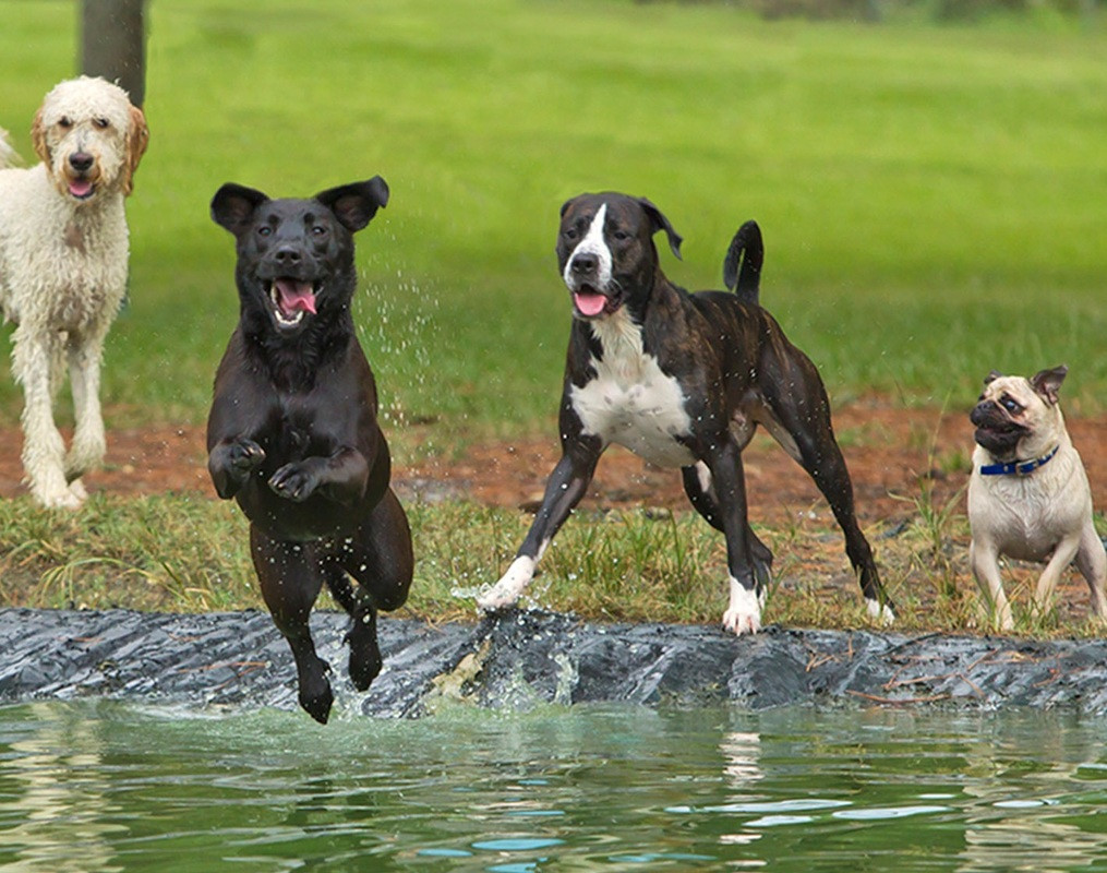 Pet Friendly Dog Parks in Gainesville  Florida  accepting 